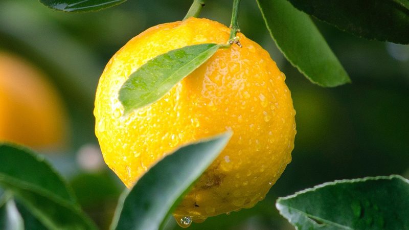 塑料离心管在生物科研中的应用与选择要点**